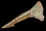 Cretaceous Giant Sawfish (Onchopristis) Rostral Barb #72717-1